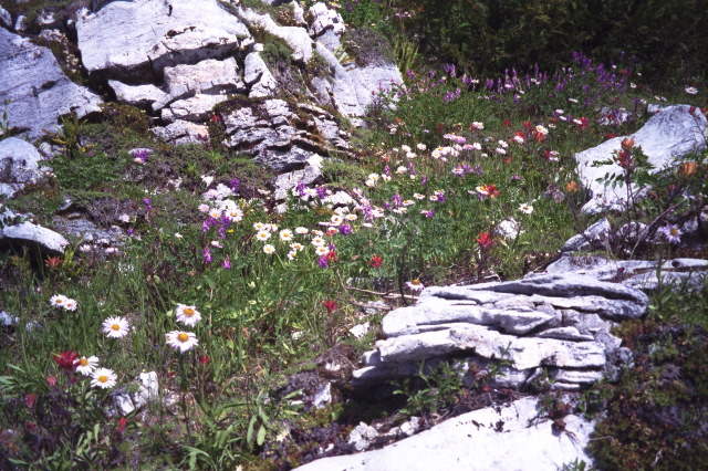 Limestone Garden